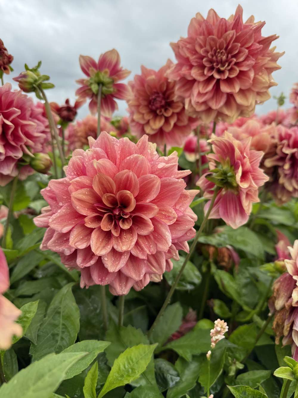 Dahlia 'BV's Dusty Orange'
